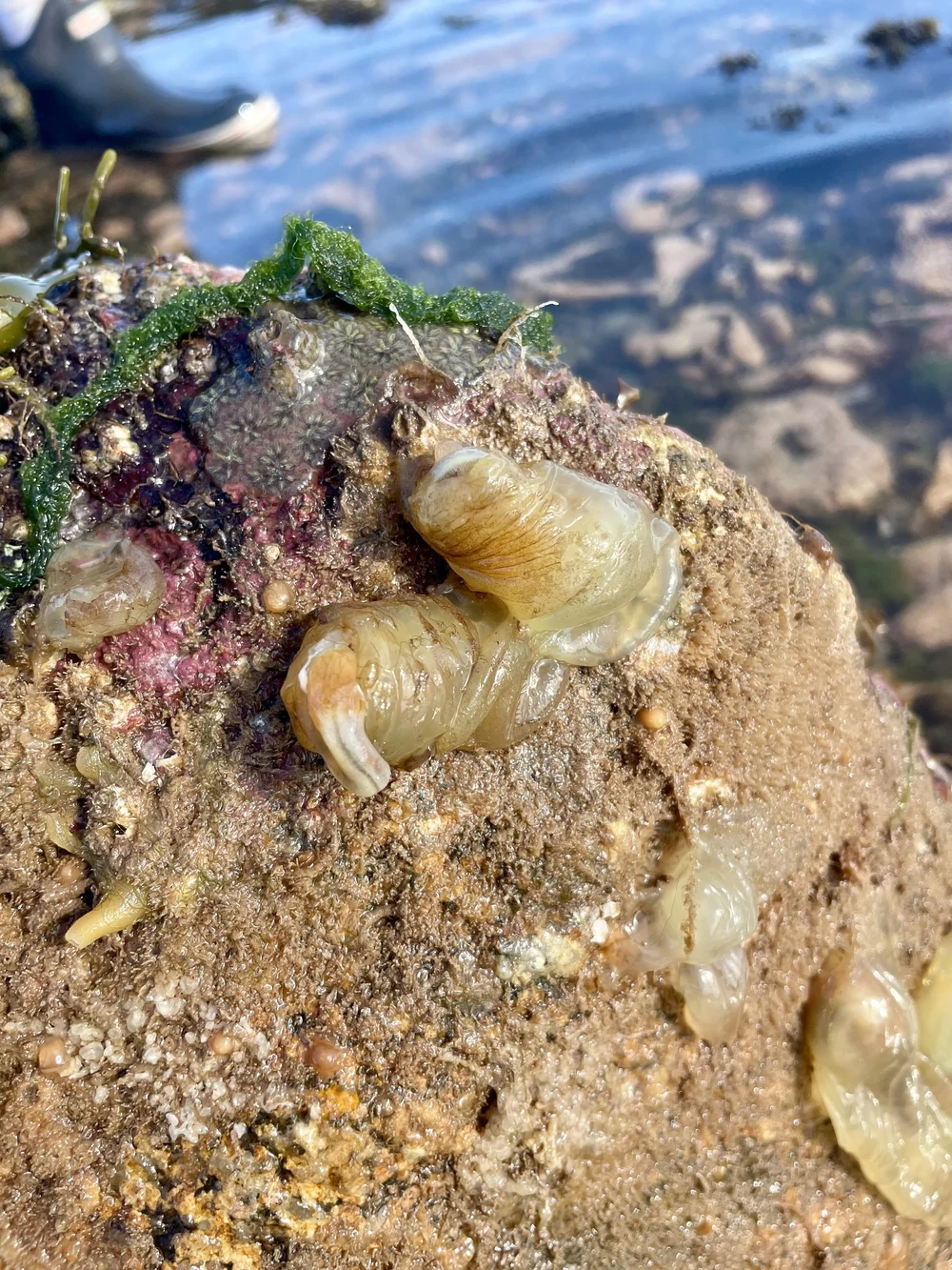 K*様 値下げ中！　COLONISTA DEVANISTA Sea Vase (Ciona intestinalis) | Live Maine Sea Squirt for Study
